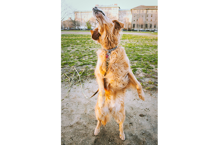 nyc pet photographer