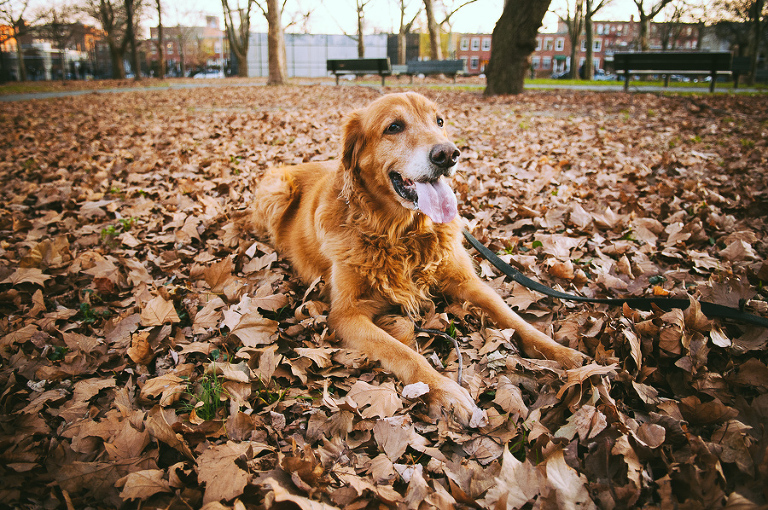 nyc pet photographer