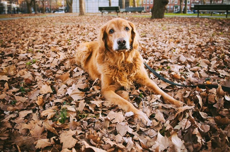 nyc pet photographer
