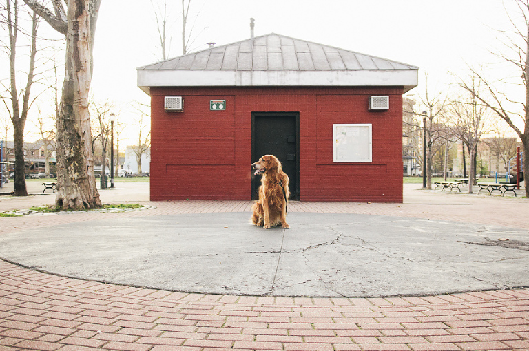 nyc pet photographer