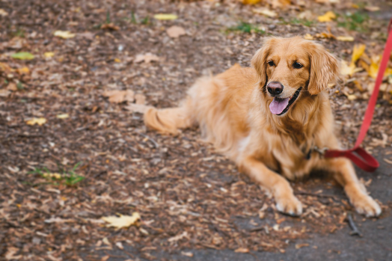 nyc maternity photographer